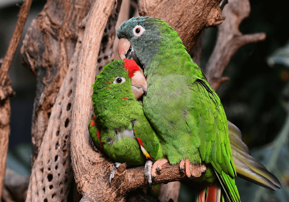 How To Determine The Sex Of Your Parrot Green Cheek Parrot 