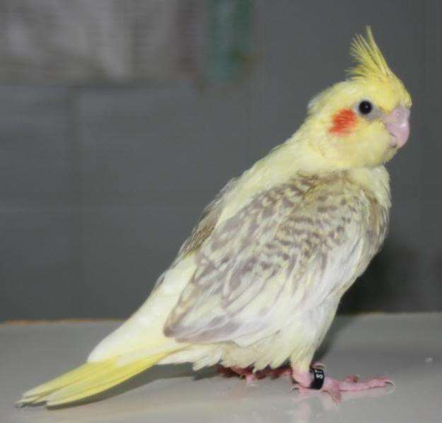 Male bronze fallow cockatiel