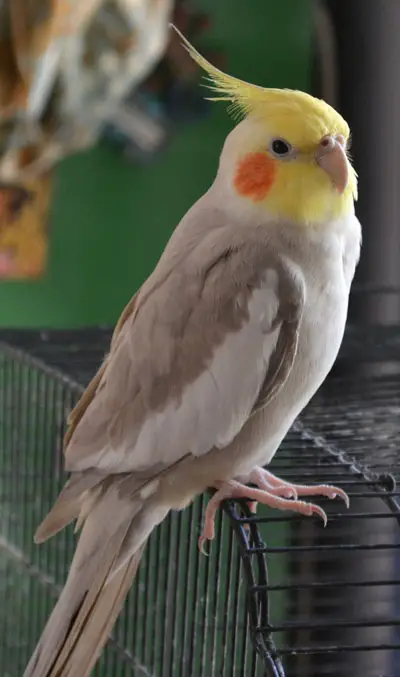 Male yellow cheeks cinnamon