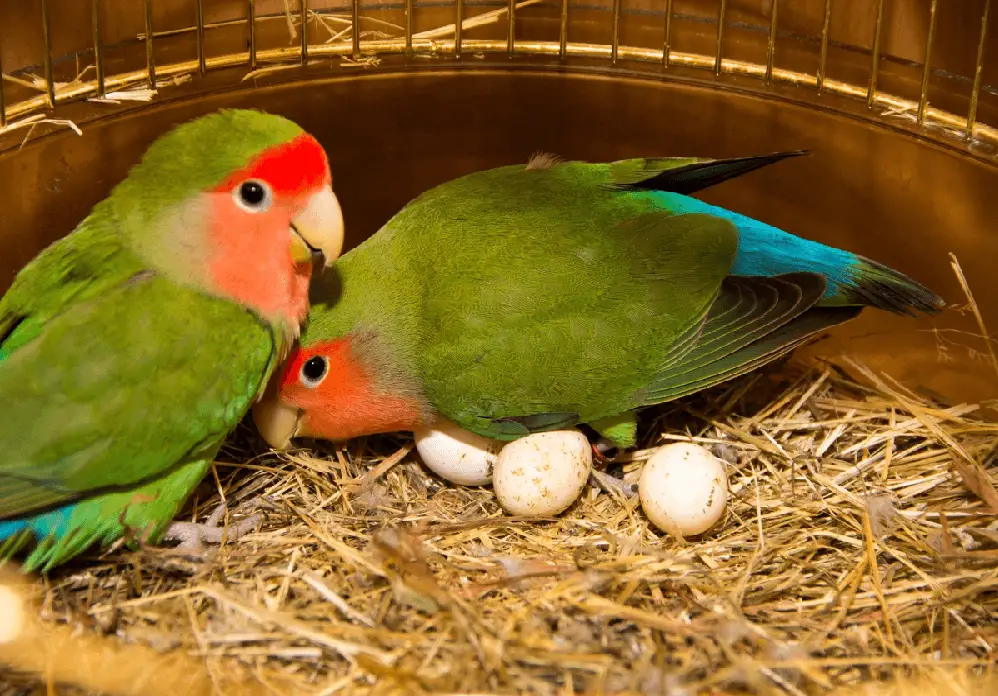 Materials needed for Hand Breeding parrot