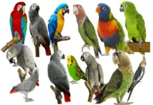 Parrot Breeders as we like them