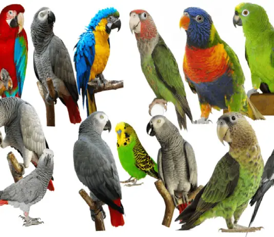Parrot Breeders as we like them