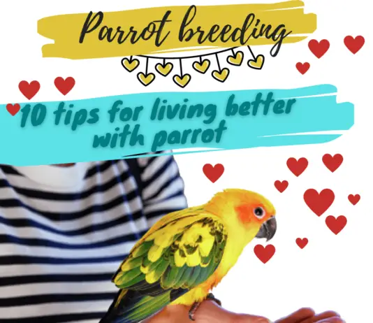 Parrot breeding