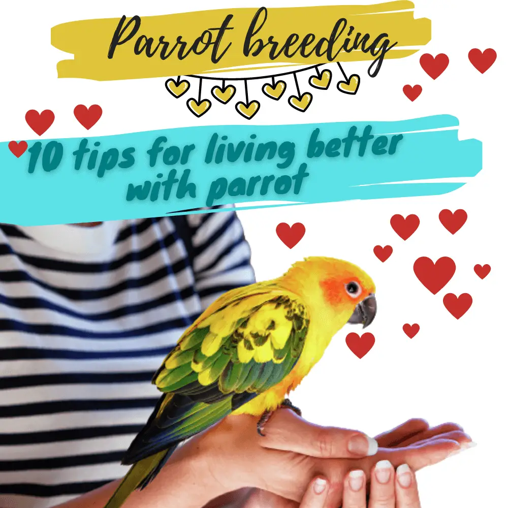 Parrot Breeding Tips For Living Better With Parrot