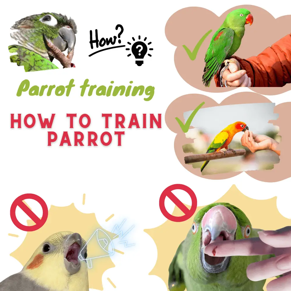 Parrot training