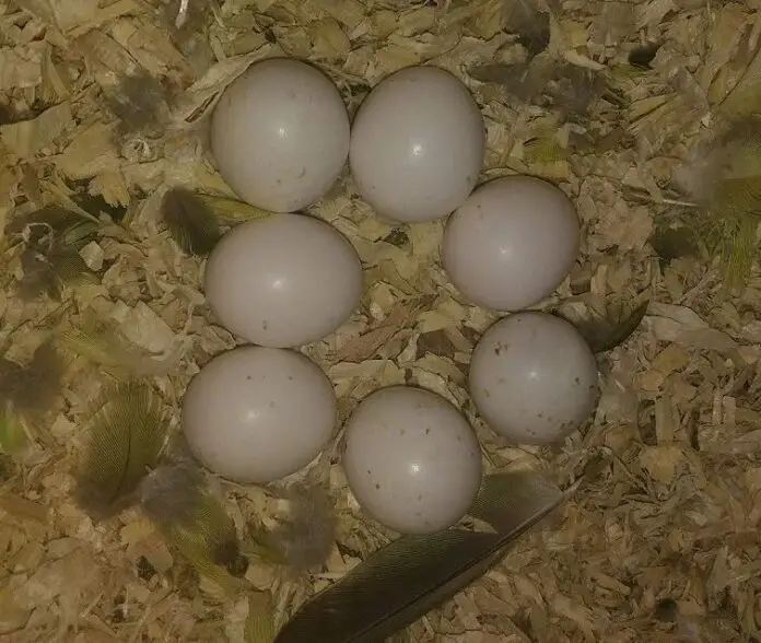 Parrotlet breeding Reproduction of parrotlet how to breed parrotlets