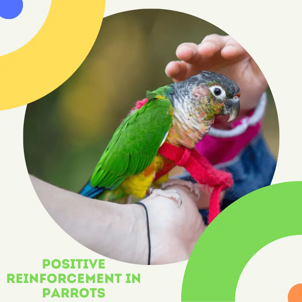 Positive reinforcement in parrots