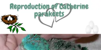 Reproduction of Catherine parakeets