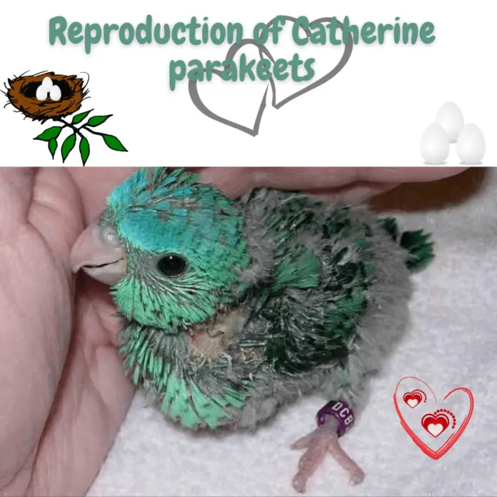 Reproduction of Catherine parakeets