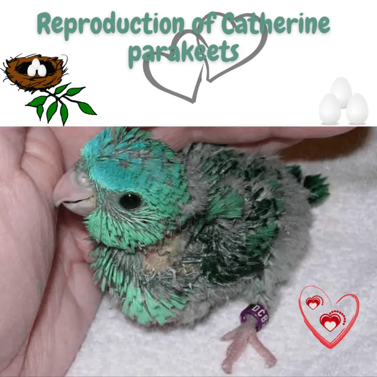 Reproduction Of Catherine Parakeets Lineolated Parrot Breeding