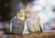 Reproduction of cockatiels (my experience)