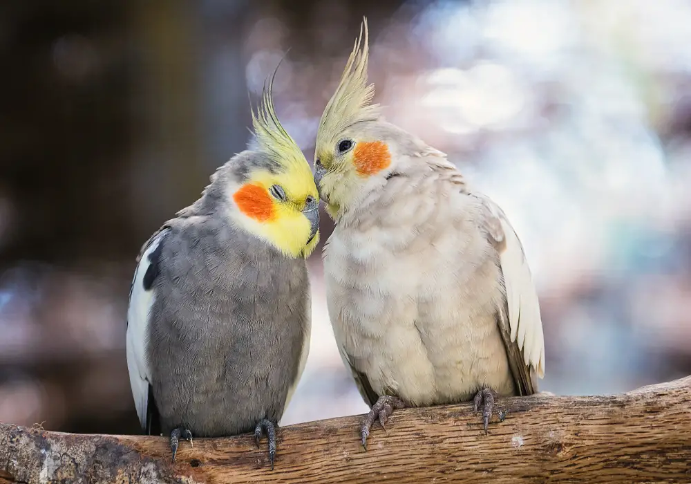 Reproduction of cockatiels (my experience)