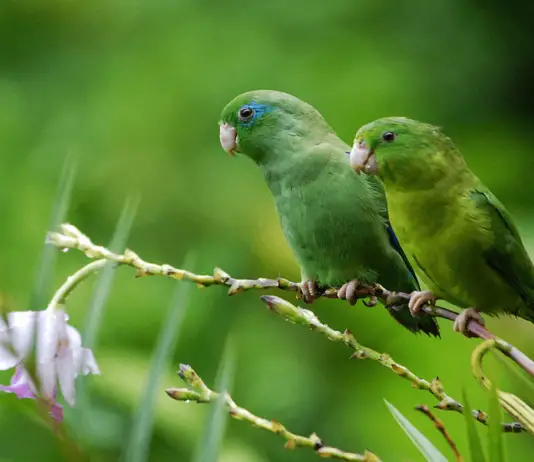 Reproduction of parrotlet