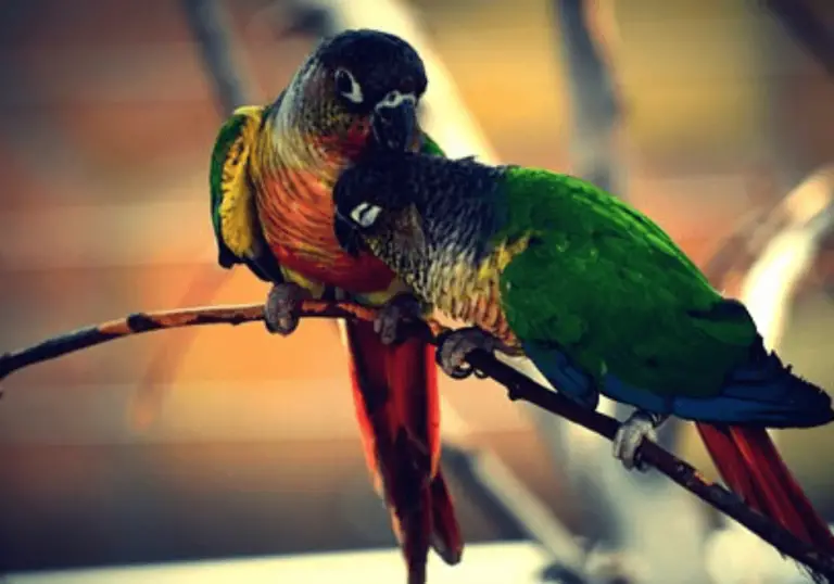 Digestive Disorders in green cheek conure - Green cheek parrot