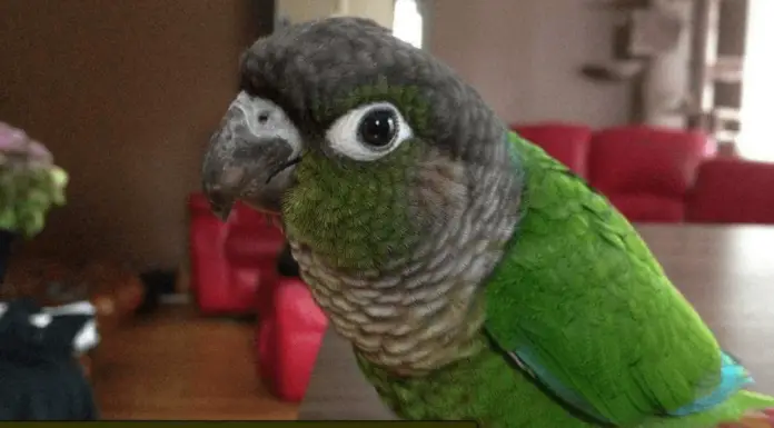 Some Information You Should Know About Green-cheeked Conure