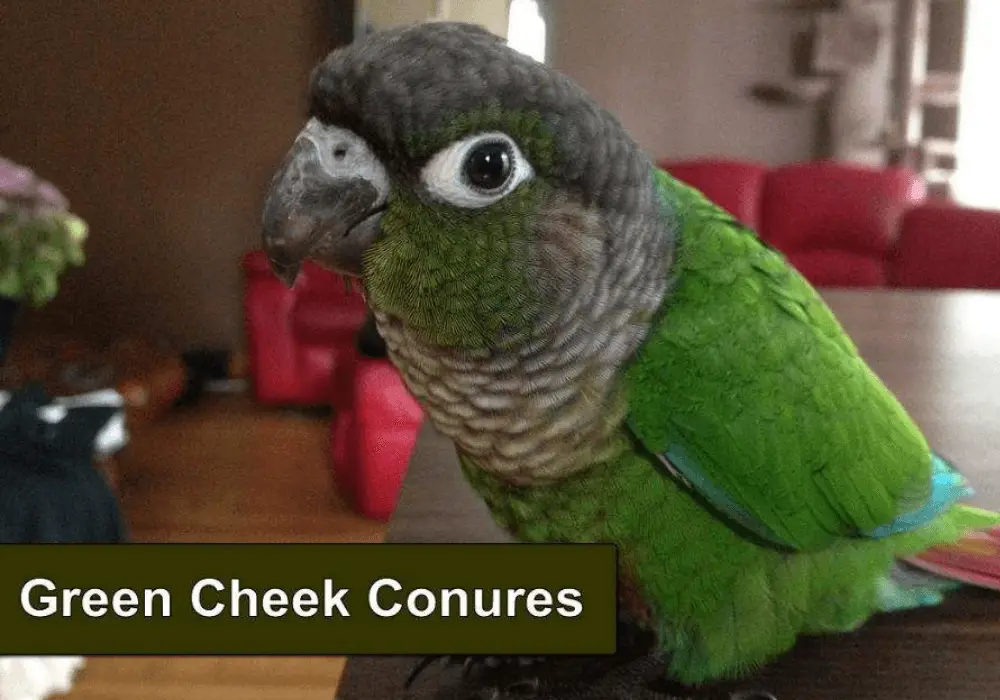 Some Information You Should Know About Green-cheeked Conure