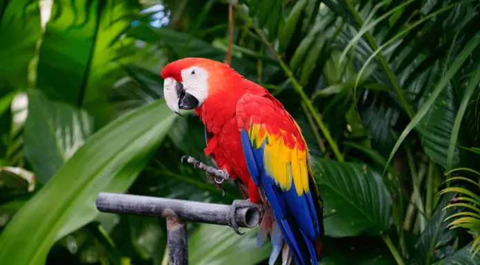 The maintenance of the parrot the 5 essential rules