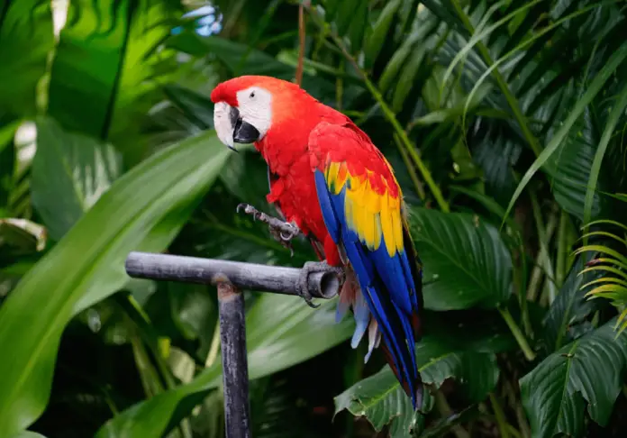 The maintenance of the parrot the 5 essential rules