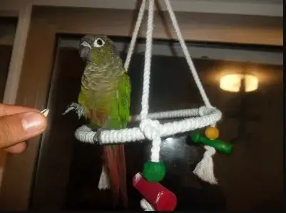 Training teaching green cheek conure tricks