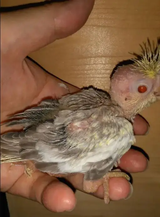 baby cockatiel