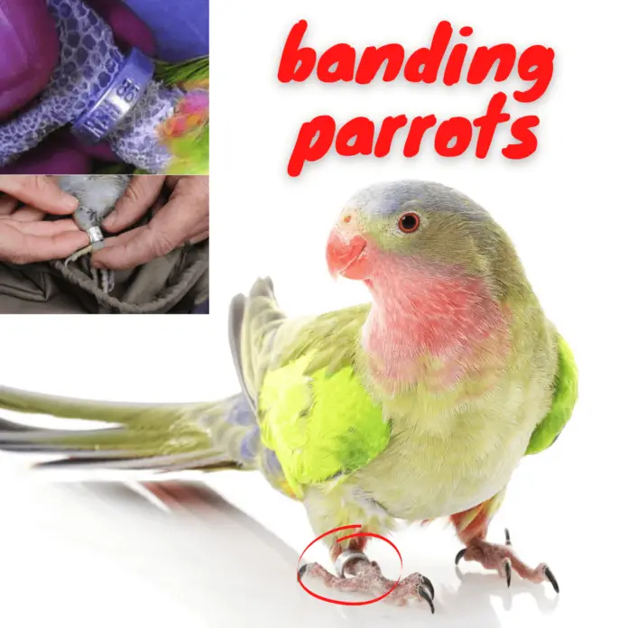 banding parrots