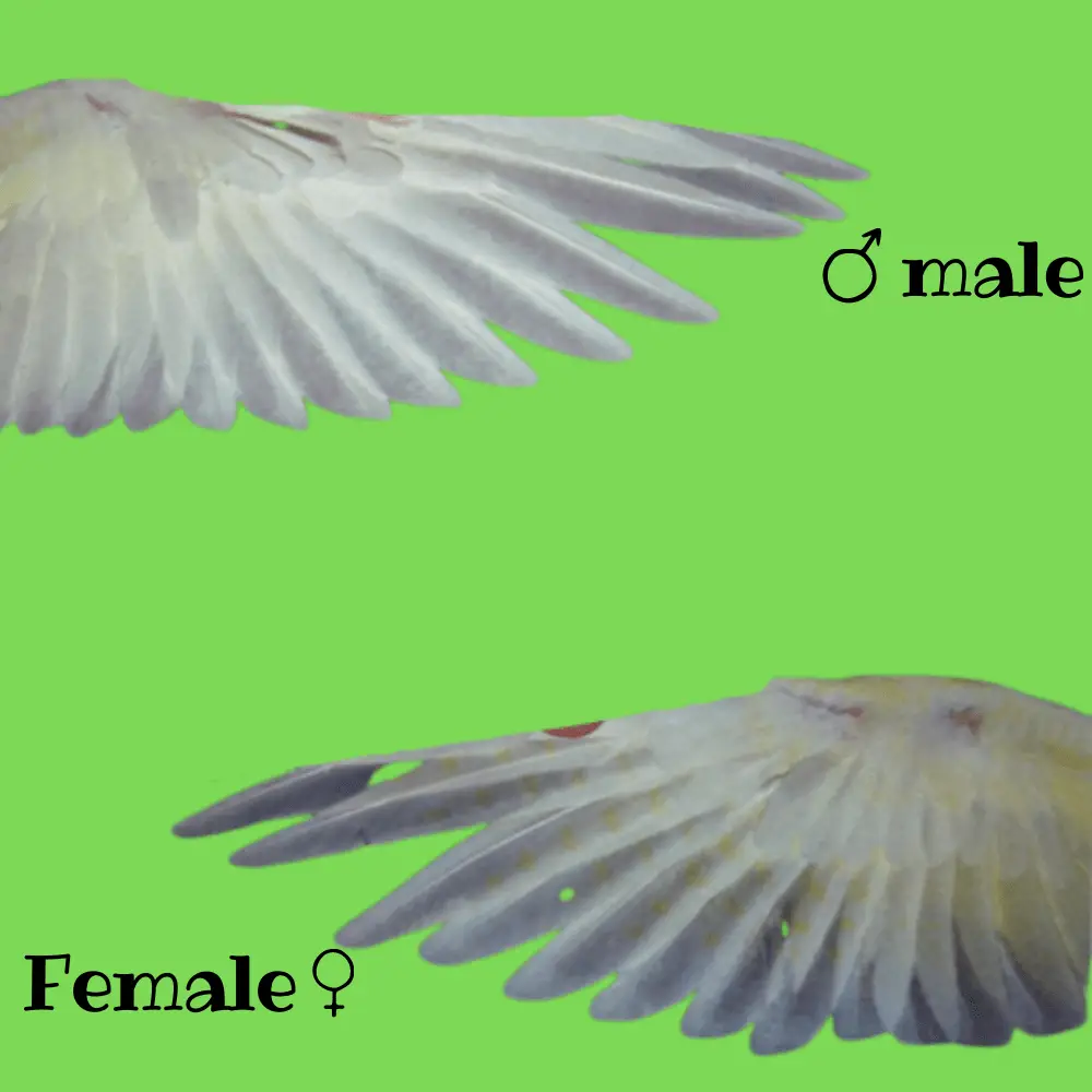 cockatiel male and female