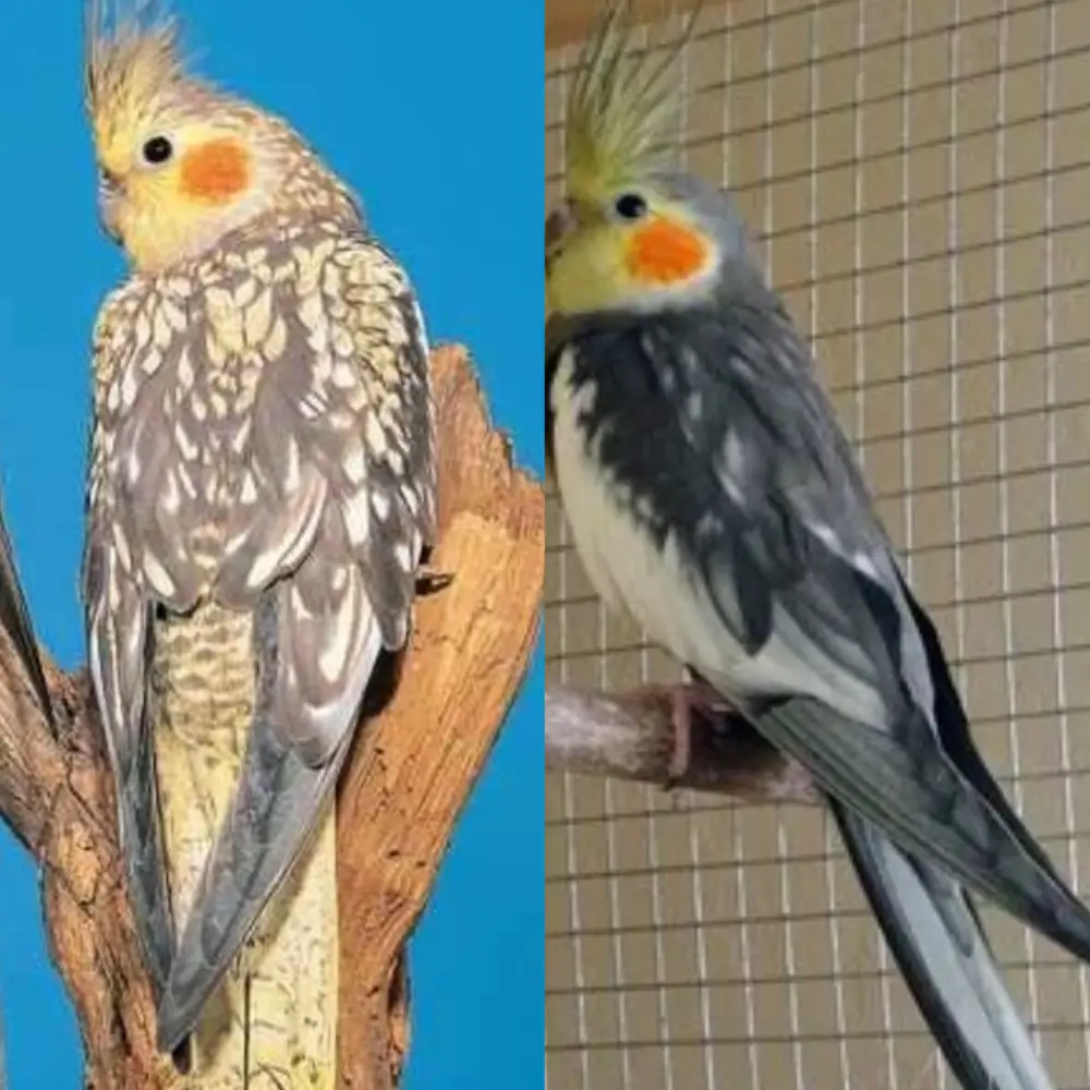 cockatiel male vs female