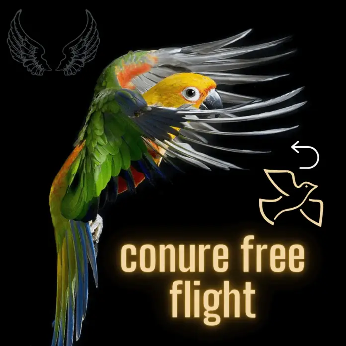 conure free flight