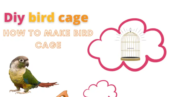 diy bird cage