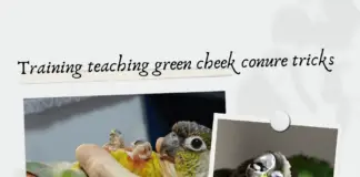 green cheek conure