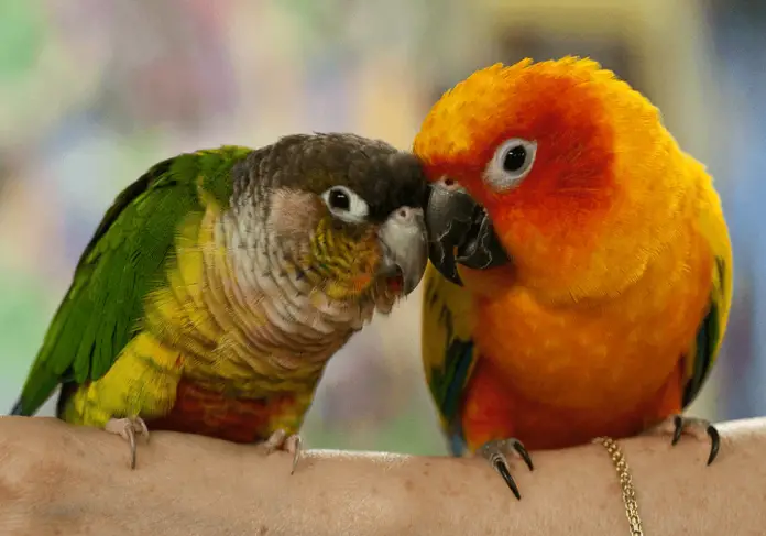 green cheek conure yellow sided