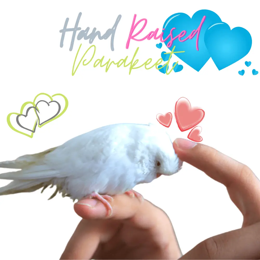 hand raised parakeet