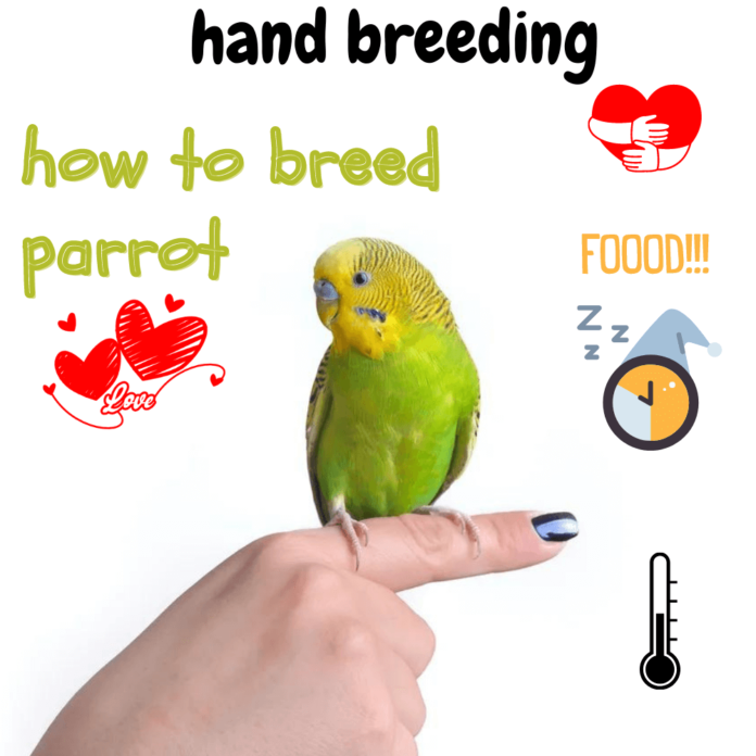how to breed parrot