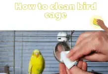 how to clean bird cage