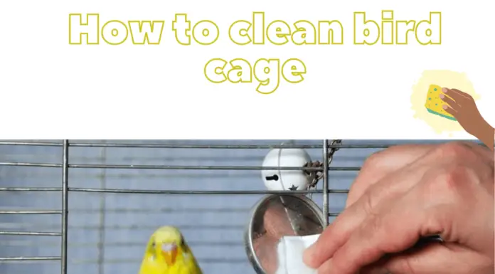how to clean bird cage