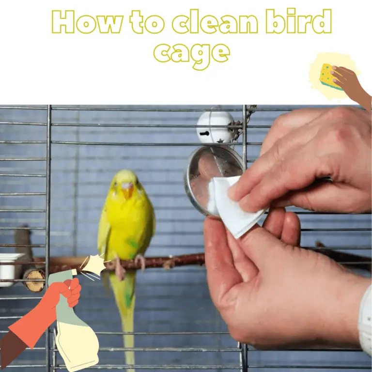 how to clean a bird cage Best way to clean bird cage