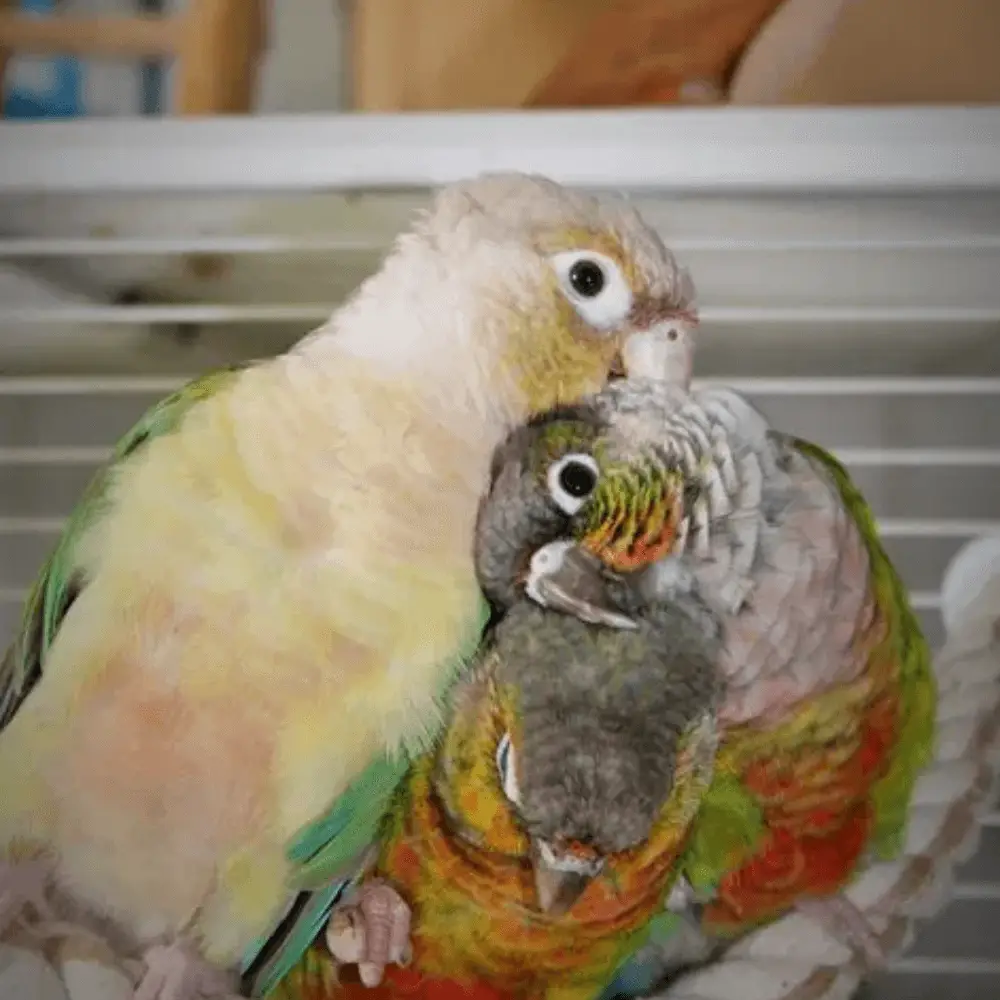 how to introduce two conures