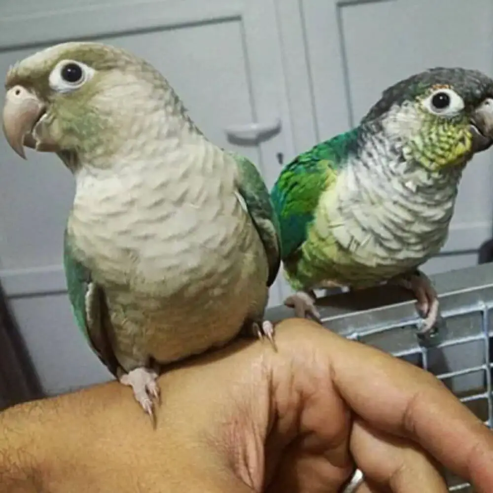 how to introduce two parrots