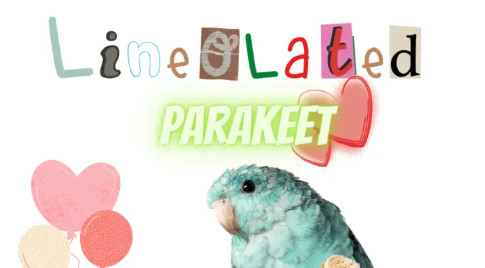 lineolated parakeet