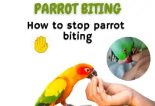 parrot biting