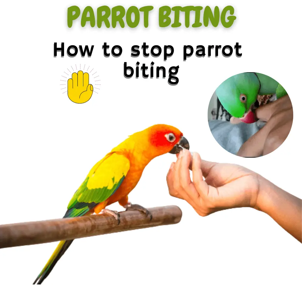 biting parrot