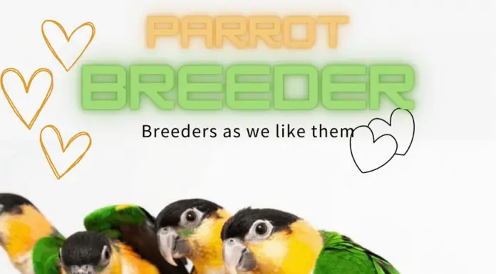 parrot breeders