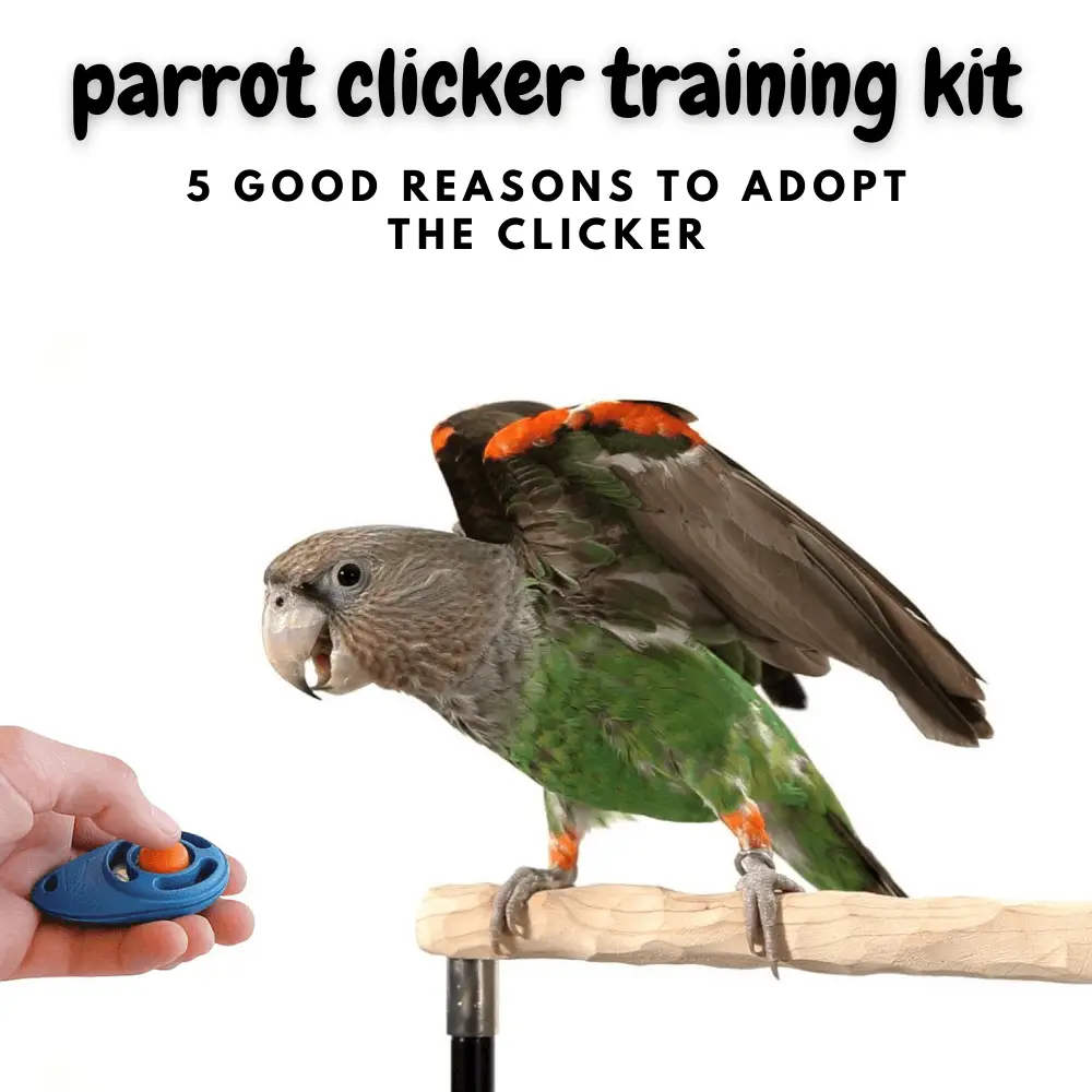 parrot clicker training kit