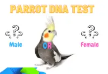 parrot dna test