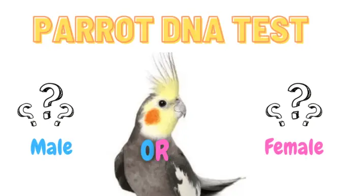 parrot dna test