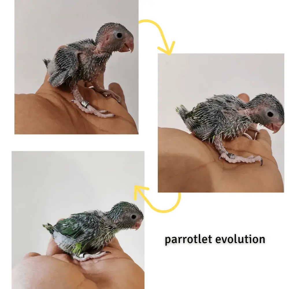parrot evolution