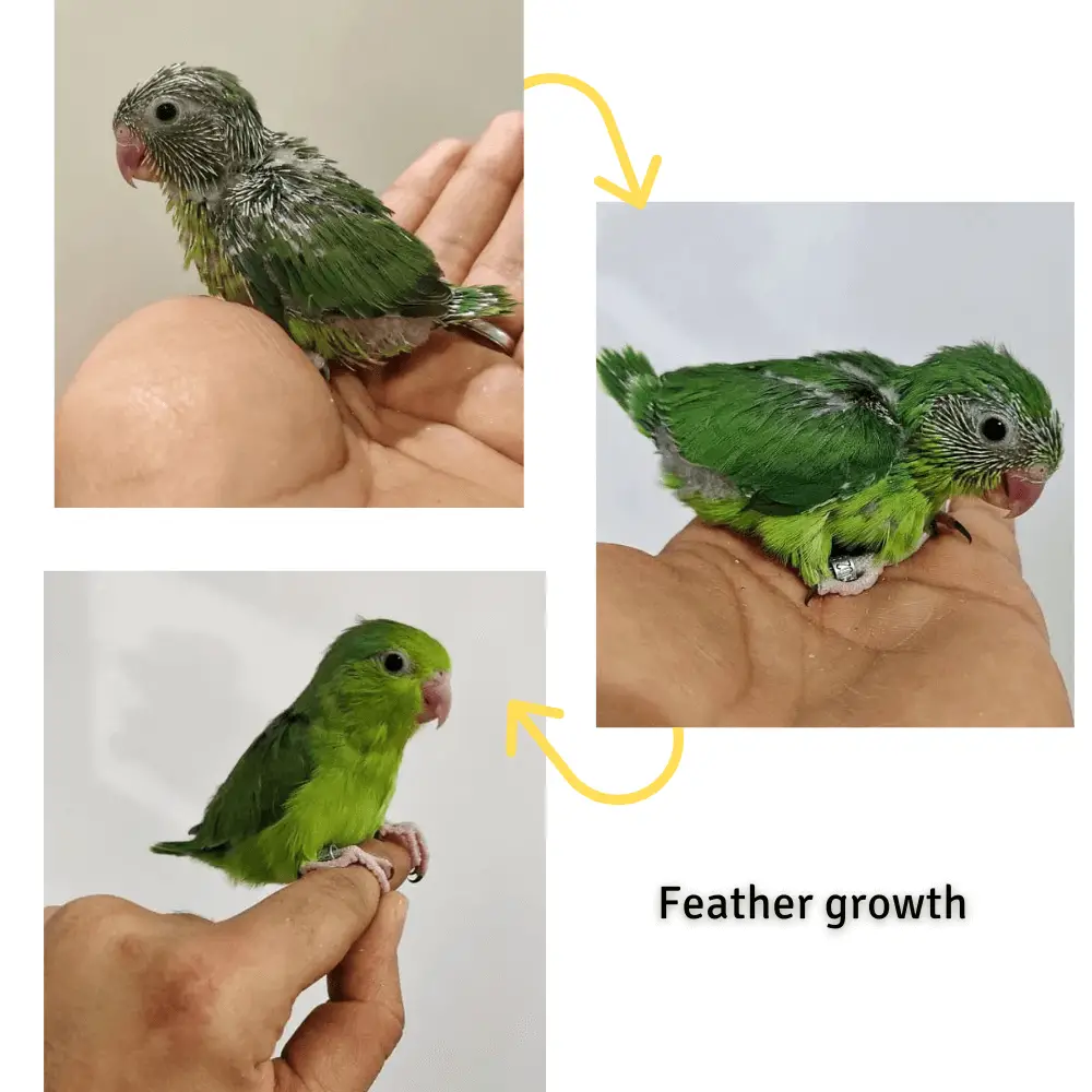 parrot feather growth