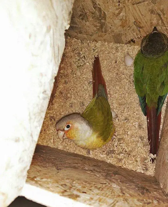 parrot nesting box7