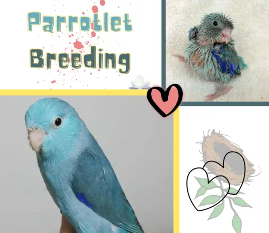 parrotlet breeding