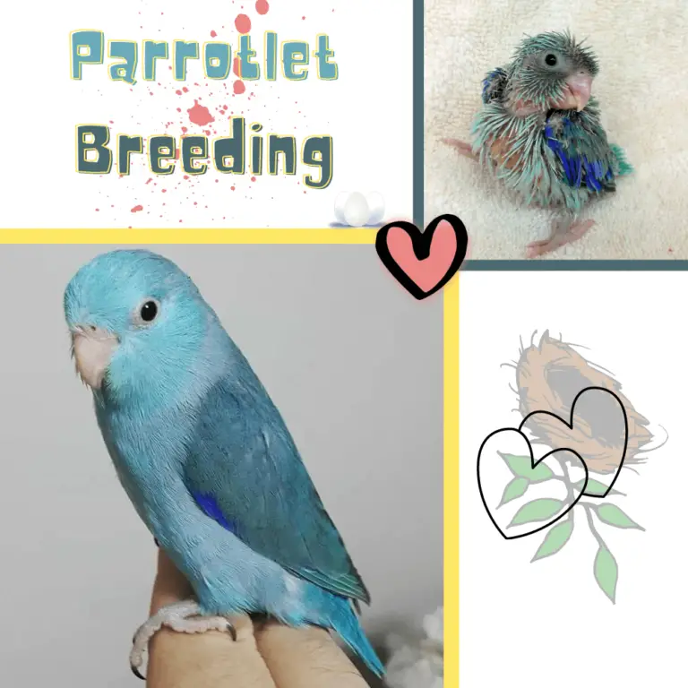 Parrotlet breeding Reproduction of parrotlet how to breed parrotlets